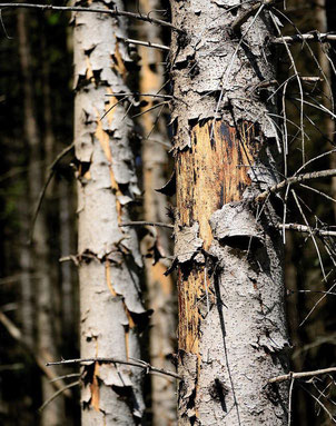 Borkenkäfer im Wald - Schädlinge -Baumstämme - Fichte - Nadelholz