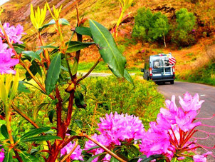 vielfarbige Rhododendron-Buschen entlang der Strasse