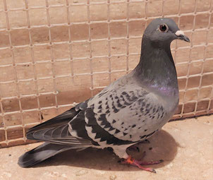 03鳩ページ エリー号資料雑誌掲載 - 山中の趣味 抹茶碗 ボウリング レース鳩