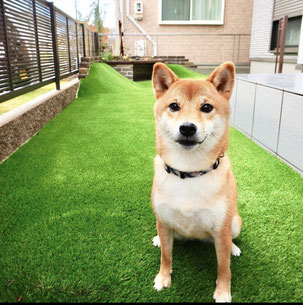 名古屋市緑区N様邸　柴犬コマリちゃんが駆け回るお庭！