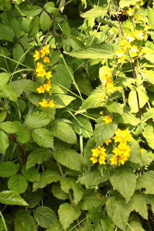 Drüsiger Gilbweiderich - Lysimachia punctata; Streuobstwiesenrand am Wald südwestlich von Spielberg (G. Franke, 18.06.2022)