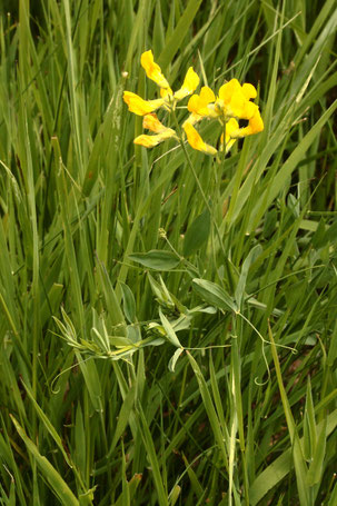 Wiesen-Platterbse - Lathyrus pratensis; Streuobstwiese südwestlich von Spielberg (G. Franke, 31.05.2022)