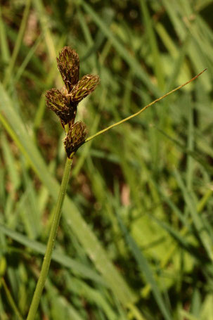 Hasenpfoten-Segge - Carex ovalis; Streuobstwiesenrand südlich von Spielberg (G. Franke, 15.05.2022)