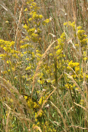 Echtes Labkraut - Galium verum; Streuobstwiesenrand südwestlich von Spielberg - für die Flächen hier nicht typisch - mag basische, Kalk-Magerböden (G. Franke, 28.06.2022)