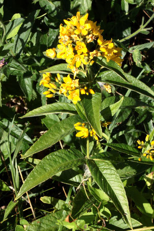 Gewöhnlicher Gilbweiderich - Lysimachia vulgaris; Streuobstwiesenrand/ Weggraben südlich von Spielberg (G. Franke, 19.07.2022)