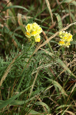 Gewöhnliches Leinkraut - Linaria vulgaris; Streuobstwiesenrand am Wald südwestlich von Spielberg (G. Franke, 09.07.2022)