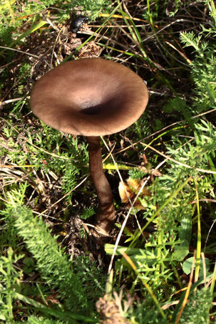 wahrscheinlich ein Kaffeebrauner Gabeltrichterling - Pseudoclitocybe cyathiformis; Wiesenweg zwischen Bahndamm und Gebüschstreifen bei Spielberg (G. Franke, 26.11.2022)