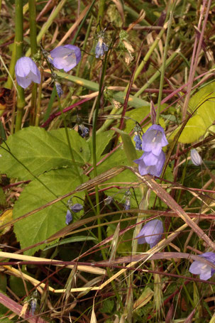 Rundblättrige Glockenblume - Campanula rotundifolia; Streuobstwiesenrand südwestlich von Spielberg (G. Franke, 31.05.2022)
