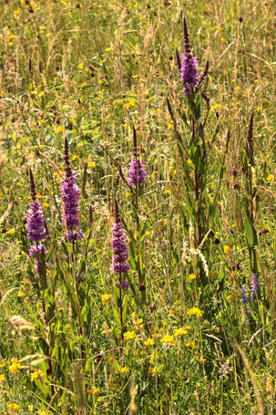 Gewöhnlicher Blutweiderich - Lythrum salicaria; Streuobstwiese südlich von Spielberg (G. Franke, 15.06.2022)