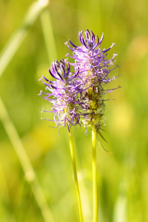 blau blühende Unterart der Ährigen Teufelskralle - Phyteuma spicatum ssp. caeruleum, im Eyachtal am Wegrand (G. Franke, 20.05.2022)