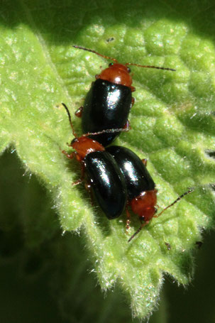 Gewöhnlicher Malven-Erdfloh - Podagrica fuscicornis; Garten bei Spielberg (G. Franke, 08.06.2019)