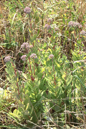 Purpur-Fetthenne - Sedum telephium; Streuobstwiesenrand an Weggraben südlich von Spielberg - kurz vor dem Aufblühen (G. Franke, 02.08.2022)