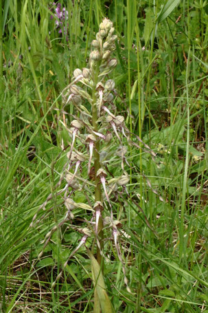 Bocksriemenzunge - Himantoglossum hircinum (G. Franke, 10.05.2022)