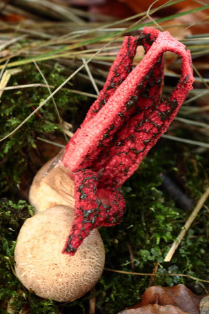 Tintenfischpilz - Clathrus archeri, mit Hexenei; im Mischwald zwischen Spielberg und Langensteinbach (G. Franke, 23.10.2022)