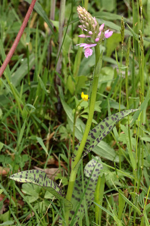 Geflecktes Knabenkraut - Dactylorhiza maculata; aufblühende Orchidee unterhalb der Teufelsmühle (G. Franke, 24.05.2022)