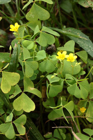 Aufrechter Sauerklee - Oxalis stricta (O. fontana); Streuobstwiese südlich von Spielberg in Nähe Gehölzstreifen (G. Franke, 01.09.2022)