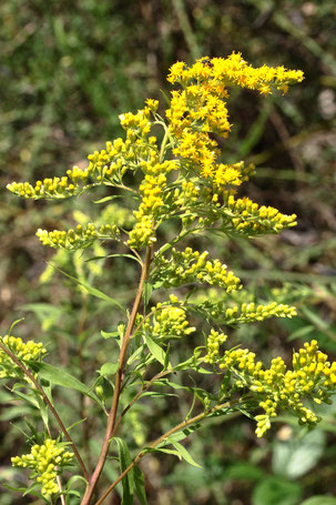 Späte Goldrute - Solidago gigantea, aufblühend; Streuobstwiesenrand am Wald, südwestlich von Spielberg (G. Franke, 26.07.2022)