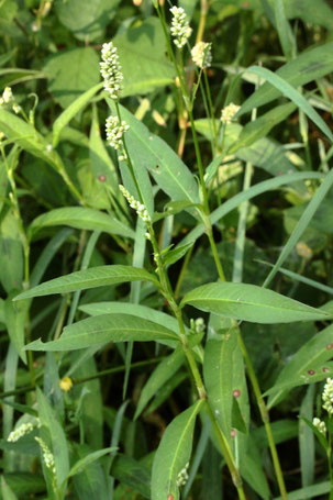 Floh-Knöterich - Persicaria maculosa; Streuobstwiesenrand am Wald südwestlich von Spielberg (G. Franke, 19.07.2022)