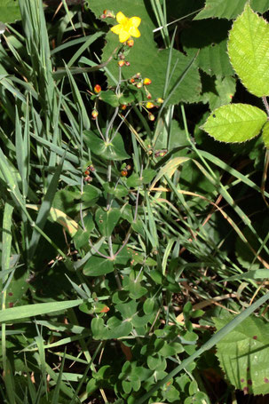 Schönes Johanniskraut - Hypericum pulchrum; Streuobstwiese südwestlich von Spielberg (G. Franke, 18.06.2022)