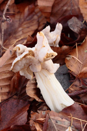 Herbst-Lorchel - Helvella crispa; am Waldwegrand zwischen Spielberg und Ittersbach (G. Franke, 26.11.2022)