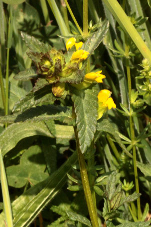 Kleiner Klappertopf - Rhinanthus minor; Streuobstwiese südlich von Spielberg (G. Franke, 11.05.2022)