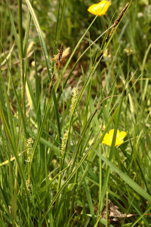 Behaarte Segge - Carex hirta; Streuobstwiese südwestlich von Spielberg (G. Franke, 08.05.2022)