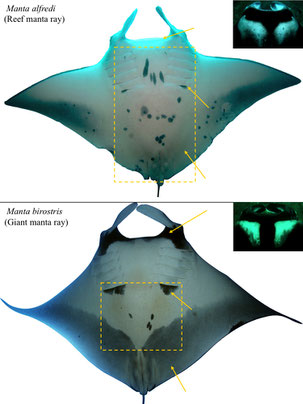  The image compares the ventral patterns of two manta ray species, Manta alfredi (Reef manta ray) and Manta birostris (Giant manta ray), highlighting the differences in their spot patterns and body shape with yellow dashed lines and arrows.