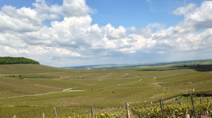 View from the Côte des Blancs