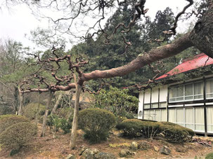 門かぶり　一関　弥栄