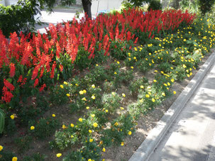 東山　上町自治会　花壇　砂鉄川