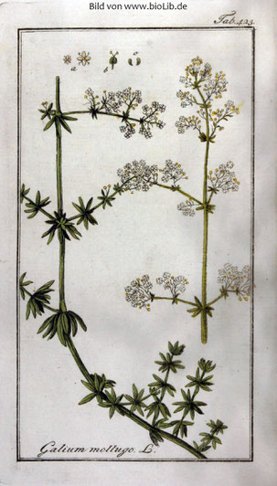 Botanische Zeichnung des Wiesenlabkrauts