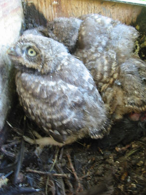 über 14 Tage alte Steinkäuze