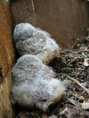 Steinkazjunge über 10 Tage alt