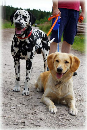 Elton vom Furlbach und Golden Retriever Temba