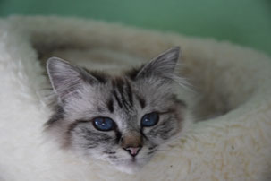 (Seal) Tabby Point 3 Jahre alt