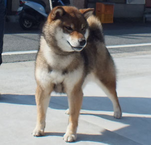 駒の胡麻 柴犬ブリーダー 子犬販売 里親募集 駒の胡麻 柴犬ブリーダー 子犬販売 里親募集