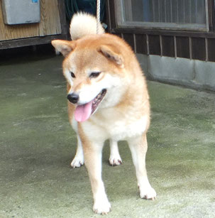 赤柴　さくらの画像