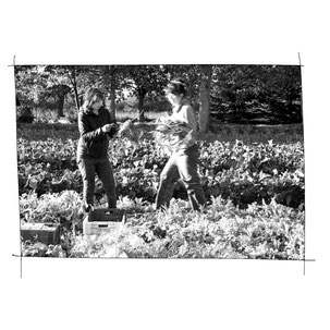 photo noir et blanc recolte champ femmes paysanne paysames - Johanne Gicquel artiste auteure nature bretagne 