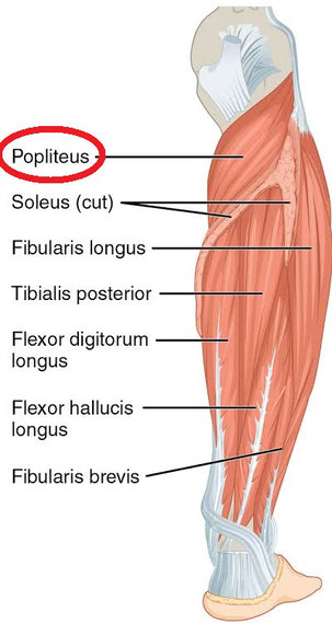 *Popliteus=膝窩筋