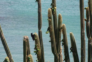 Cactus cierges