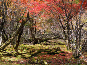 絶景！！御池の紅葉