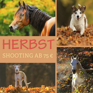Herbst Shooting Hunde Pferde Tiere Herbstshooting Geschenk Gutscchein