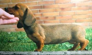 Germandachs Kinkerlitzchen 09.07.1998 - 01.05.2004