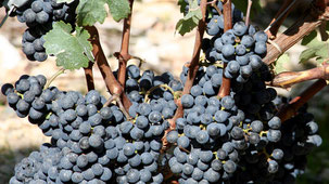 Cabernet Sauvignon (Quelle: Wikipedia)