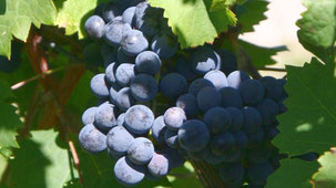 Cabernet Franc (Quelle: Wikipedia)