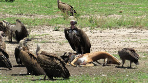 Lappet-faced Vulture, Ohrengeier, Torgos tracheliotos