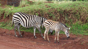 Plains Zebra, Steppenzebra, Equus quagga, Serengeti