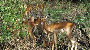 Impala, Schwarzfersenantilope, Aepyceros melampus, Serengeti