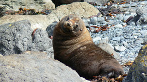 New Zealand Fur Seal, Neuseeländischer Seebär, Arctocephalus forsteri