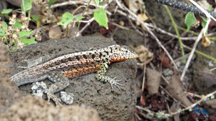 Galapagos Lava Lizard, Galapagos Lavaechse, Microlophus albemarlensis